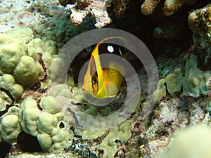 Fourspot Butterflyfish