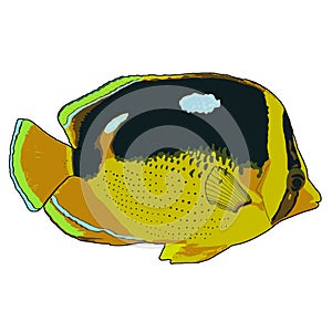 Fourspot Butterflyfish Vector Illustration