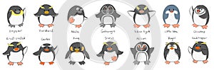 Fourteen Species of Penguin