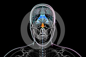 The fourth brain ventricle, 3D illustration.