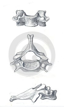 The fourth cervical vertebra photo