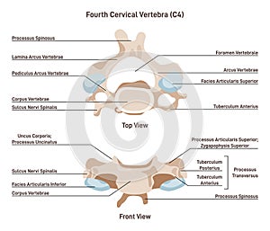 The fourth cervical vertebra of a spine. Front and top view of spinal