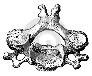 Fourth Cervical Vertebra Viewed from Above, vintage illustration