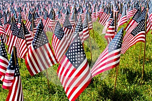 Fourth of July field of flags