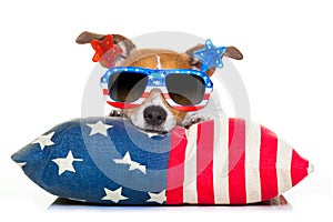 Fourth of july independence day dog