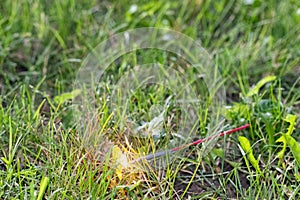 Fourth of July sparkler with grass ground back ground