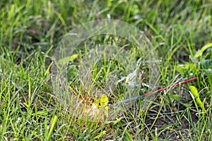 Fourth of July sparkler with grass ground back ground