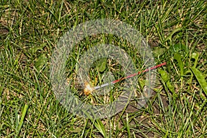 Fourth of July sparkler with grass ground back ground