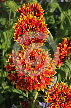 Fower of Gaillardia Sundance Gaillardia pulchella