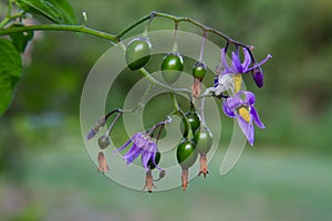 Fowers and berries of Bittersweet