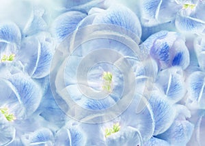 Fowers blue. Floral spring background. Close-up. photo