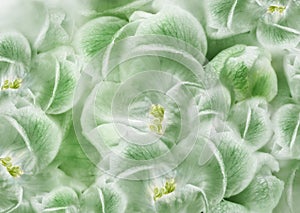 Fowers  green.  Floral spring background.  Close-up. photo