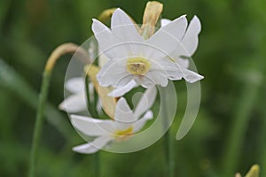 Fowers are white daffodil with dew closeup photo