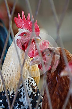 Fowl couple in captivity