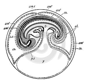 Fowl Embryo, vintage illustration