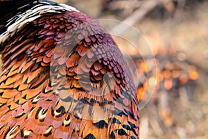 Fowl preparing, Hunting theme. Breast of Pheasant Fowl outdoor