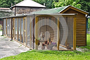 Fowl run to protect chicken for photo