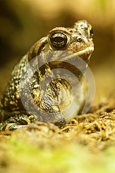 Fowler`s Toad