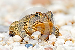 Fowler's Toad