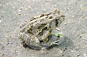 Fowler`s Toad