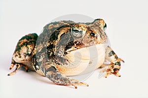 Fowler`s Toad Bufo woodhousei flowleri on a white background