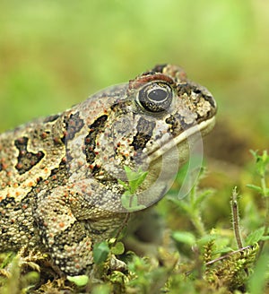 Fowler's Toad