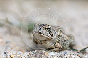 Fowler's Toad