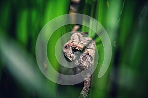 Fowler's Toad Hiding In The Reeds.