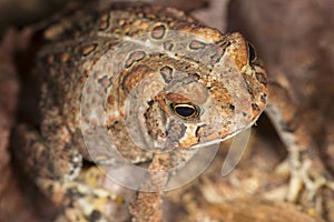 Fowler`s toad standing in a New Hampshire woods.