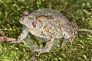 Fowler`s toad standing in a New Hampshire woods.