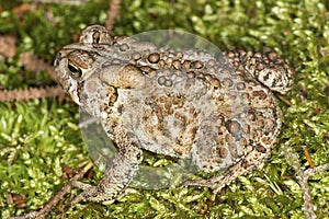 Fowler`s toad standing in a New Hampshire woods.