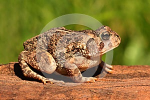 Fowlers toad (Anaxyrus Bufo fowleri)