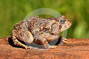 Fowlers toad (Anaxyrus Bufo fowleri) photo