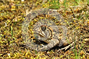 Fowlers Toad