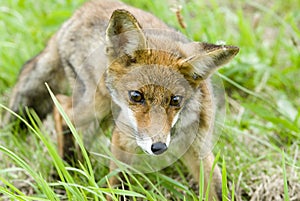 Fox