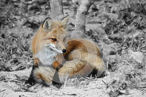 Fox
