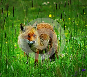 Fox photo