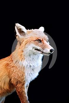 Fox photo