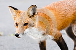 Fox
