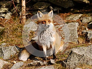 Fox