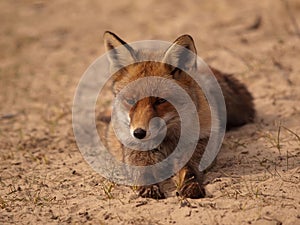 Fox