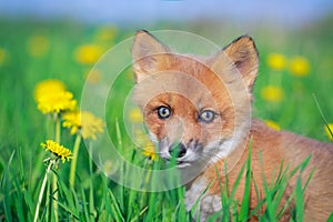 Fox