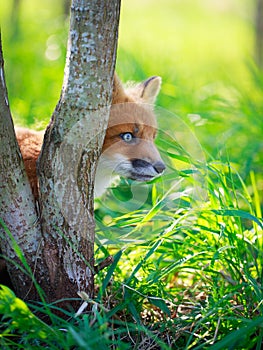 Fox