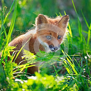 Fox