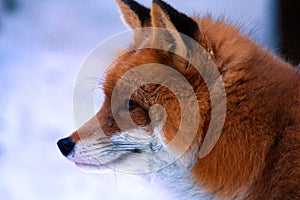 Fox photo