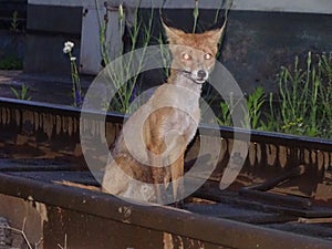 Fox affected with rabies came to the people.