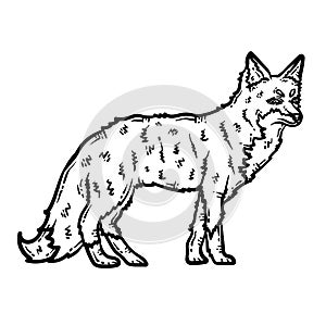 Fox Animal Coloring Page for Adult