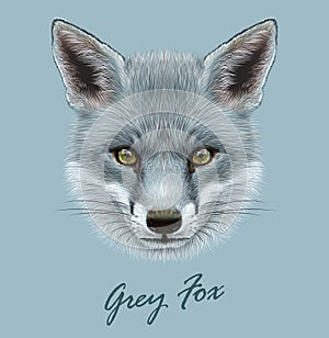 Fox animal face. Vector cute grey head. Realistic winter fur grey wild fox portrait isolated on blue background.