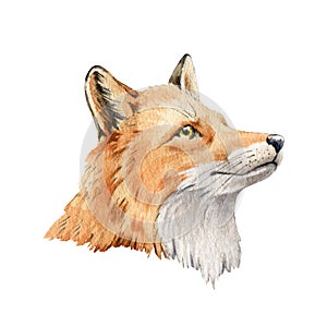 Fox animal portrait. Watercolor illustration. Wild cute red fox face. Wildlife furry animal with red fluffy fur. Side