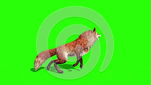 Fox Attacks Side Green Screen 3D Rendering Animation Animals